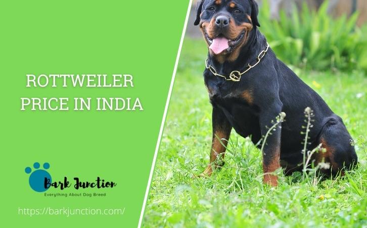 Rottweiler price in India