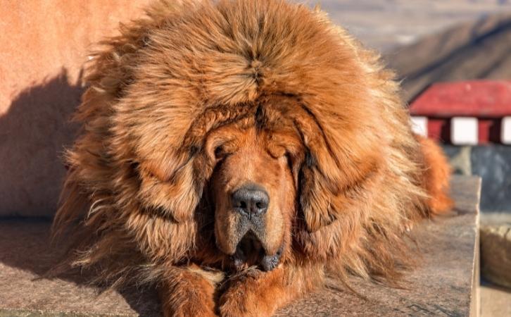 Tibetan Mastiff price in india