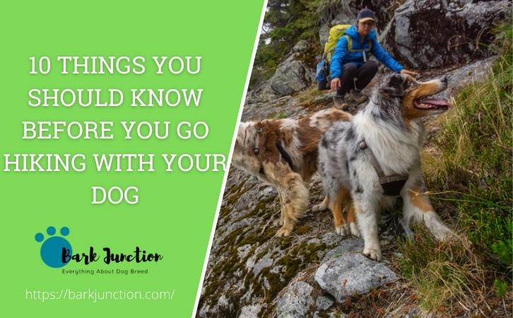 10 Things You Should Know Before You Go Hiking with Your Dog