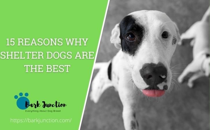 15 Reasons Why Shelter Dogs Are the Best