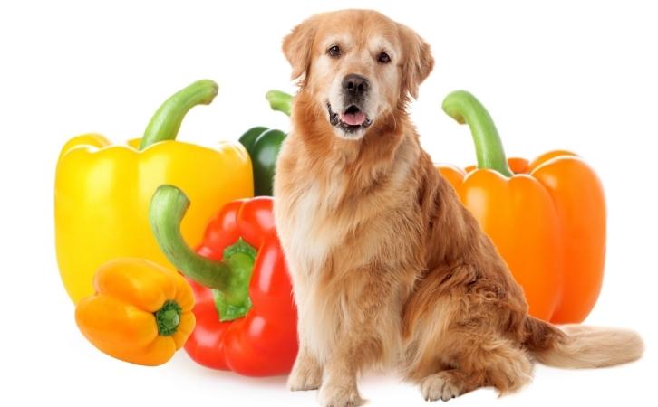 Can dogs eat capsicum?