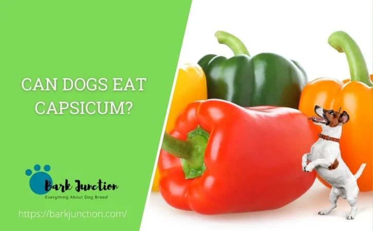 Can dogs eat capsicum?