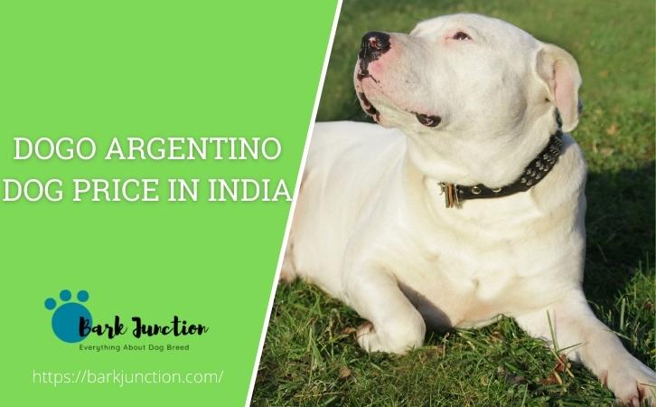 dogo argentino price in india