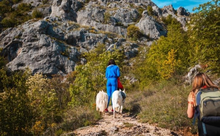 10 Things You Should Know Before You Go Hiking with Your Dog
