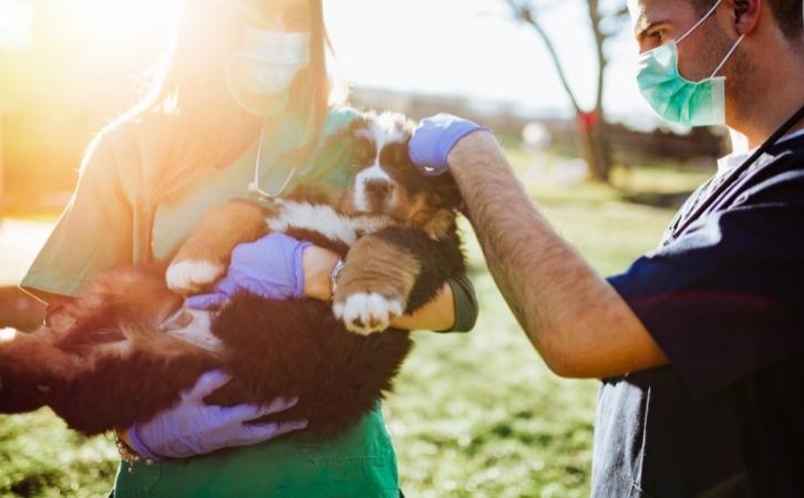 15 Reasons Why Shelter Dogs Are the Best