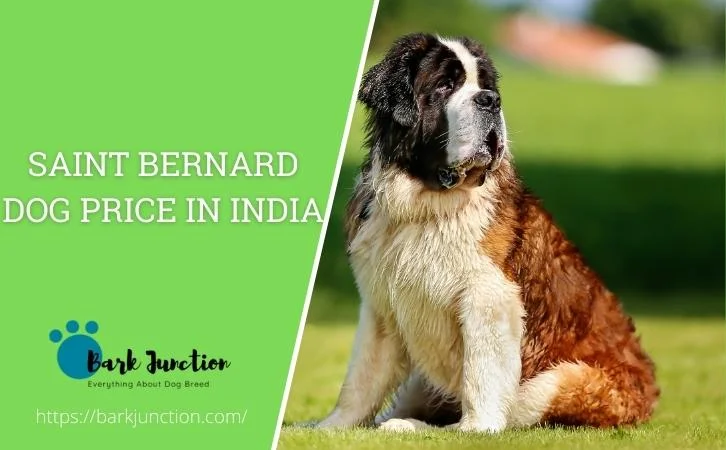 Saint Bernard dog price In India