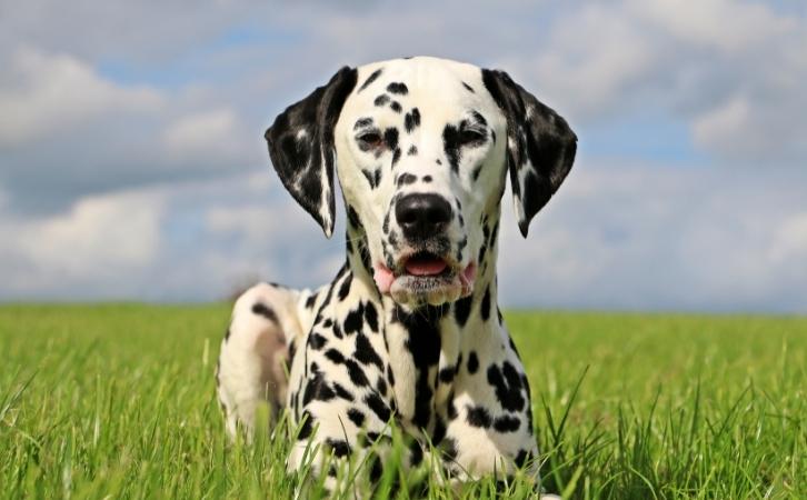 Dalmatian dog price In India