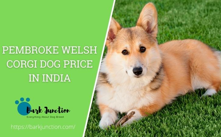 Pembroke Welsh Corgi dog price In India