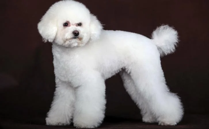 Poodle dog price In India