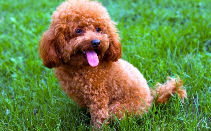 Poodle dog price In India