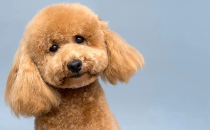 Poodle dog price In India