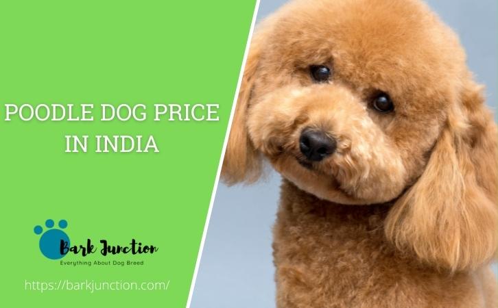 Poodle dog price In India