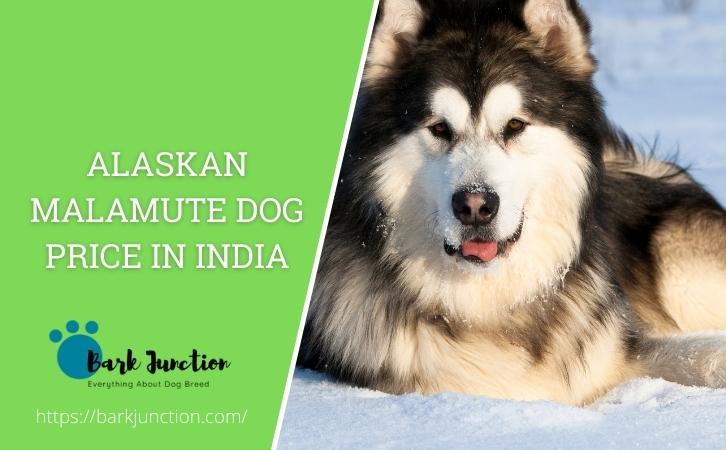 Alaskan Malamute dog price In India