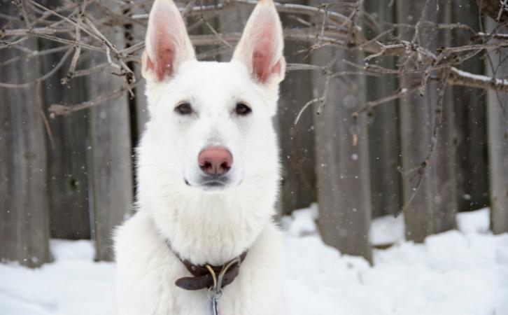 White German Shepherd dog price In India