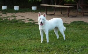 White German Shepherd dog price In India | Feeding Cost | cost of a