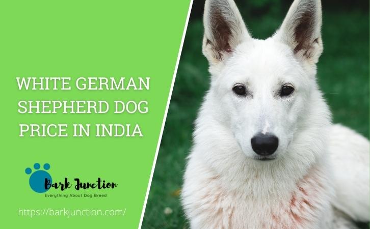 White German Shepherd dog price In India