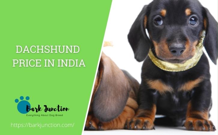 Dachshund dog price In India
