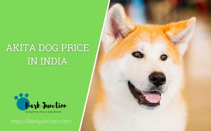 akita dog price in india