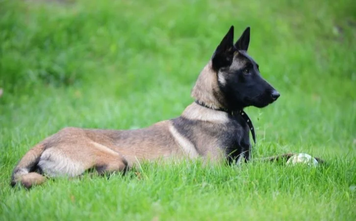 belgian malinois price in india