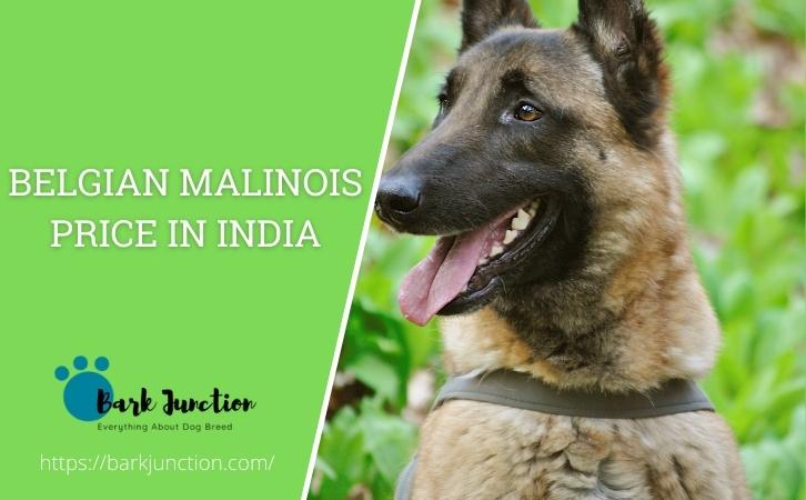 belgian malinois price in india