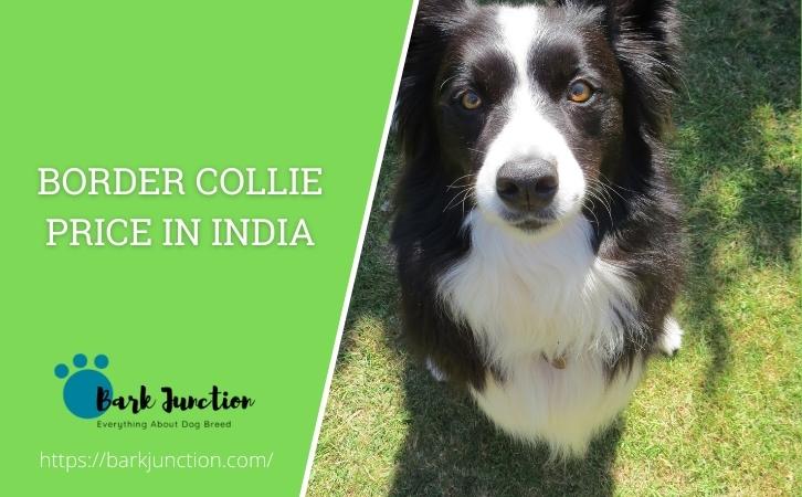 border collie price in india