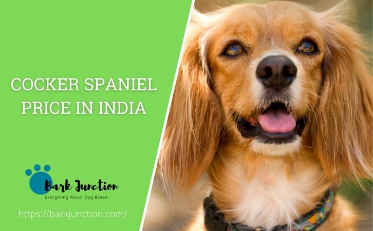 cocker spaniel price in india