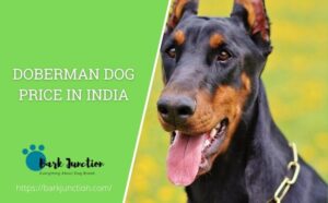Doberman dog price In India | Feeding Cost | cost of a Doberman in