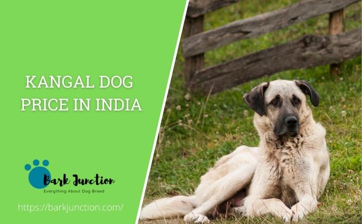 kangal dog price in india
