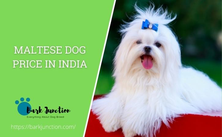 maltese dog price in india