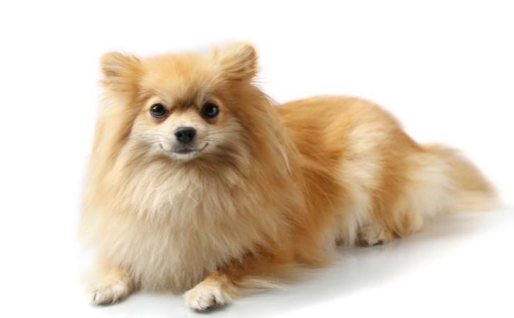 German Spitz price in india