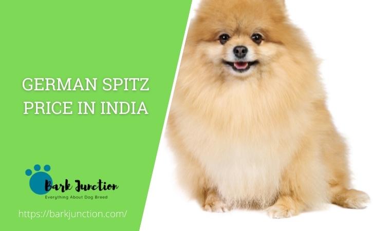 German Spitz price in india