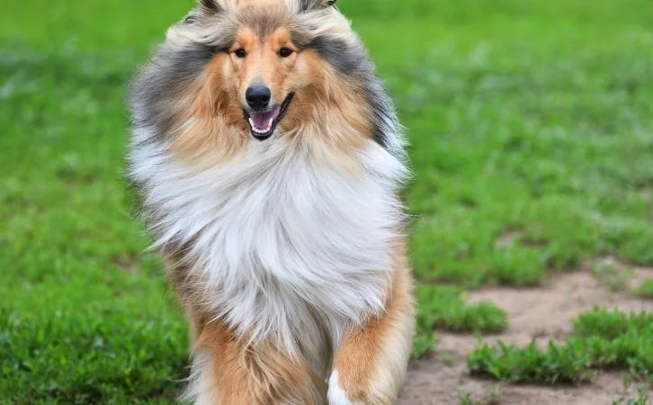 Himalayan sheepdog price in India