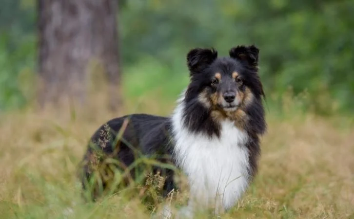 Himalayan sheepdog price in India