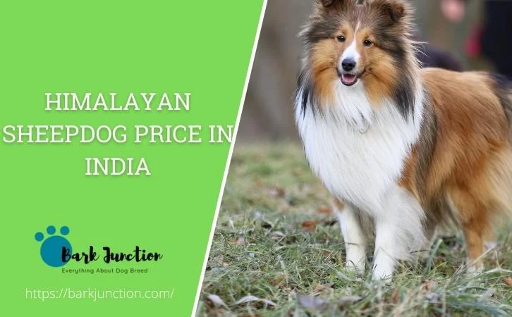 Himalayan sheepdog price in India
