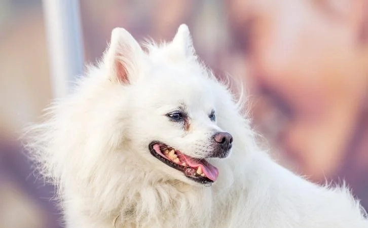 american eskimo dog price in india
