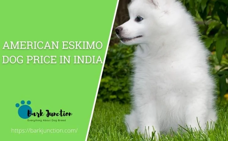 american eskimo dog price in india