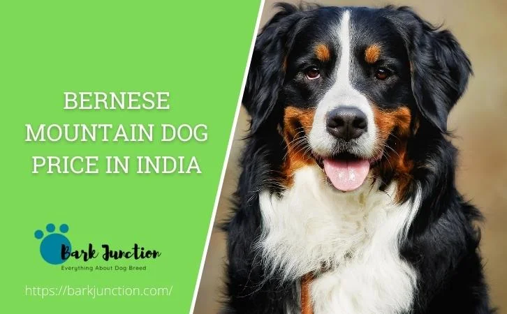 bernese mountain dog price in india