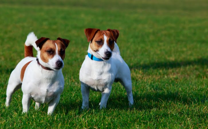 Jack Russell terrier Dog Price In India