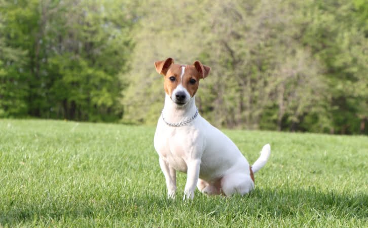 Jack Russell terrier Dog Price In India