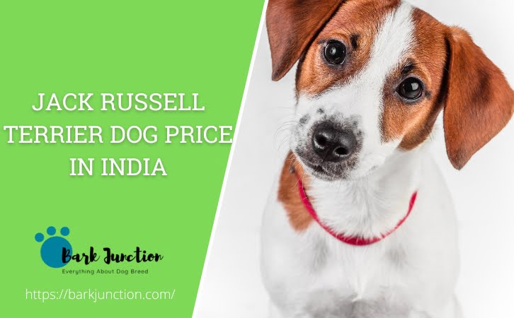 Jack Russell terrier Dog Price In India