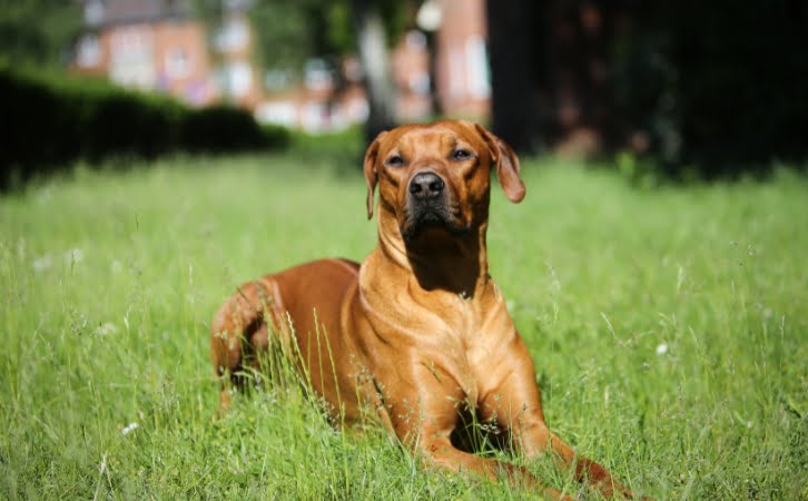 Rhodesian Ridgeback dog price In India | Feeding Cost | cost of a ...