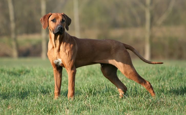 Rhodesian Ridgeback Dog Price in India