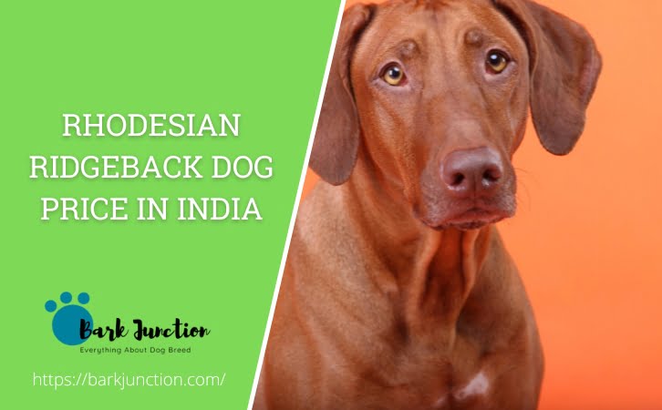 Rhodesian Ridgeback Dog Price in India