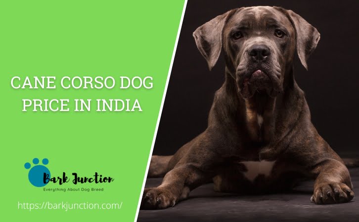 cane corso dog price in india