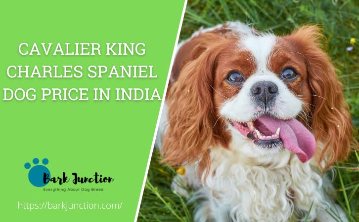 cavalier king charles spaniel Dog price In India