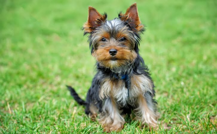 yorkshire terrier dog price in india