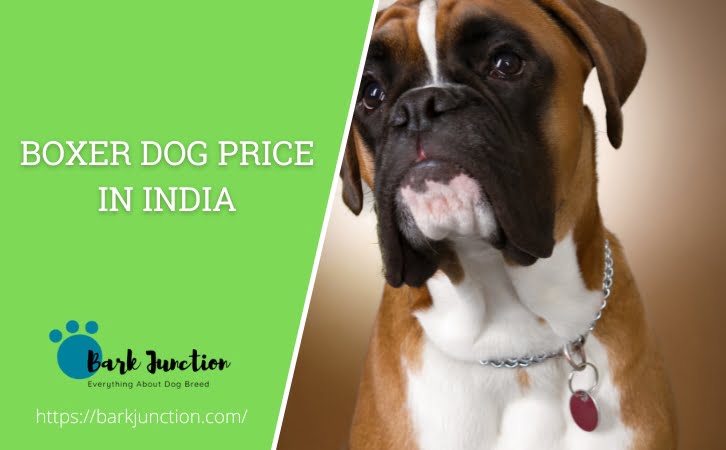 Boxer Dog Price in India
