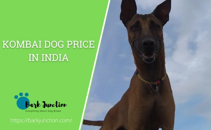 Kombai Dog price in India