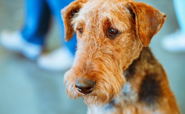 Airedale Terrier dog price in india