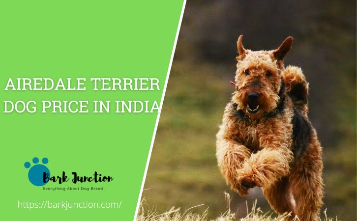 Airedale Terrier dog price in india